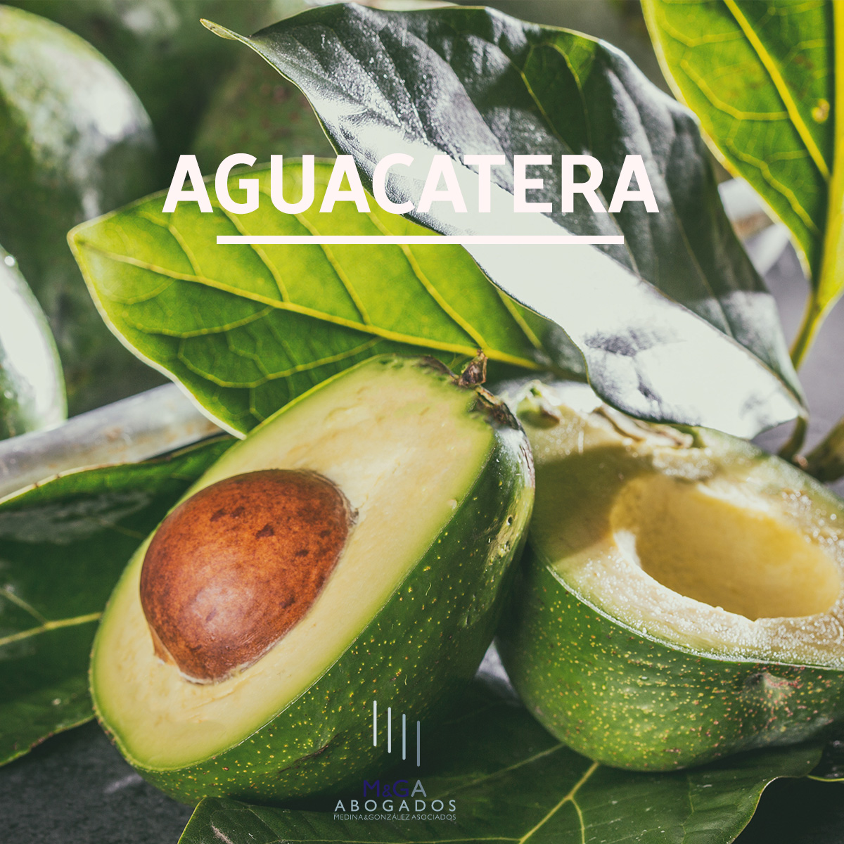 Medina&González Abogados recupera la subvención que primero le concedieron a su cliente y luego le denegaron