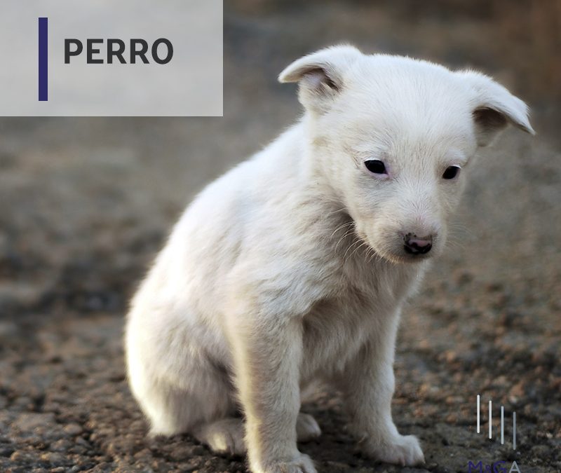 Acepta tres meses de cárcel por dejar morir de hambre a su perro