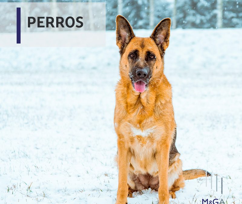 Dos años y medio de cárcel al dueño de unos perros que mataron a un vecino